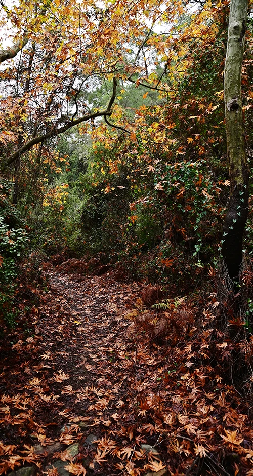 Παγκύπρια Ένωση Δασολόγων (ΠΕΔ) | CAPF -Contact, Forest Path, Photo by Giorgos Constantinou