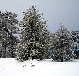 Παγκύπρια Ένωση Δασολόγων (ΠΕΔ) | CAPF - Home, Cyprus forest in winter, Photo by Giorgos Papoutsoudis